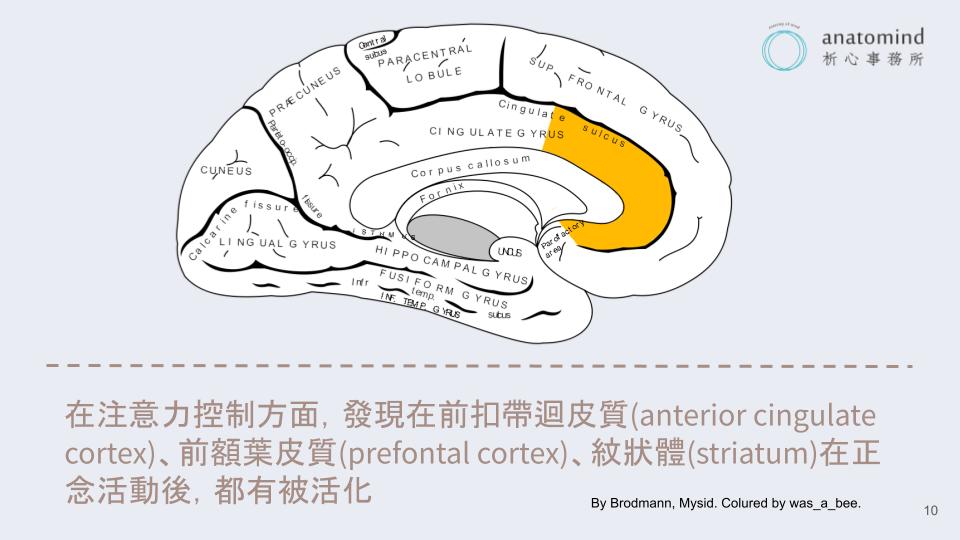 正念和大腦活動