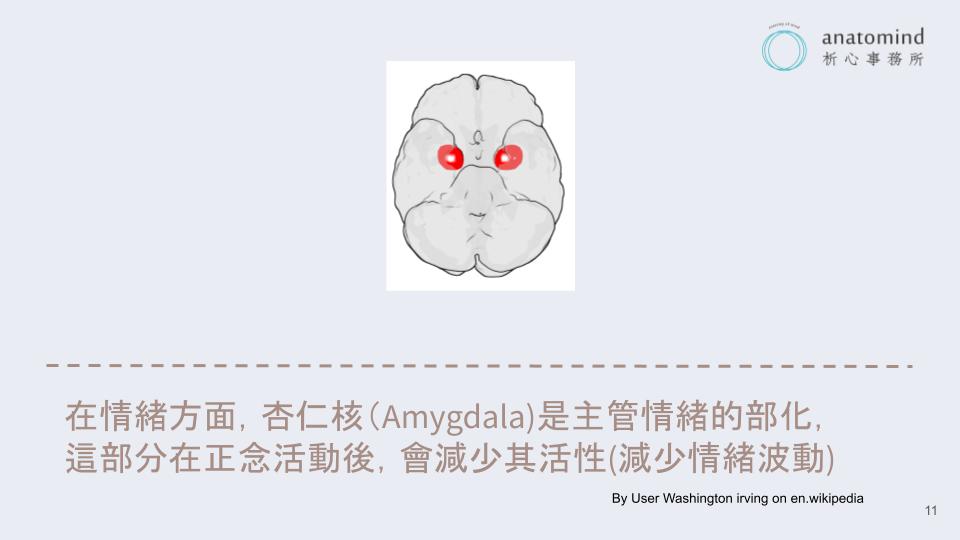 正念和杏仁核